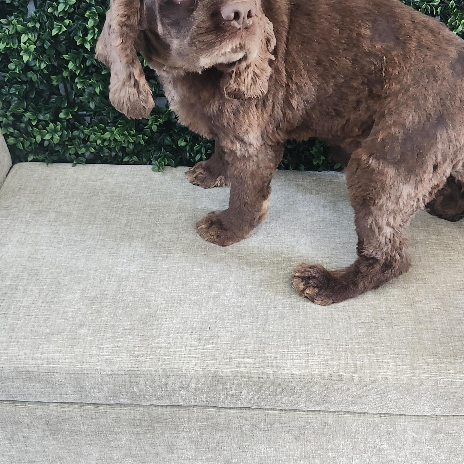 Apollo, a Adoptable Cocker Spaniel in Torrance, CA image 2/3