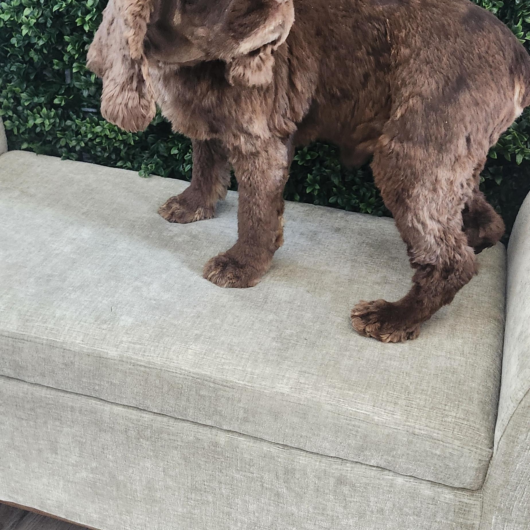 Apollo, Adoptable, Adult Male Cocker Spaniel.