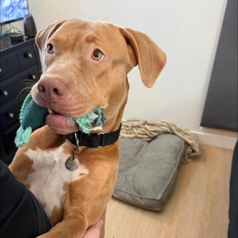 Enlarge Maeve, a Adoptable mixed breed in Oak Park, IL image 1/6