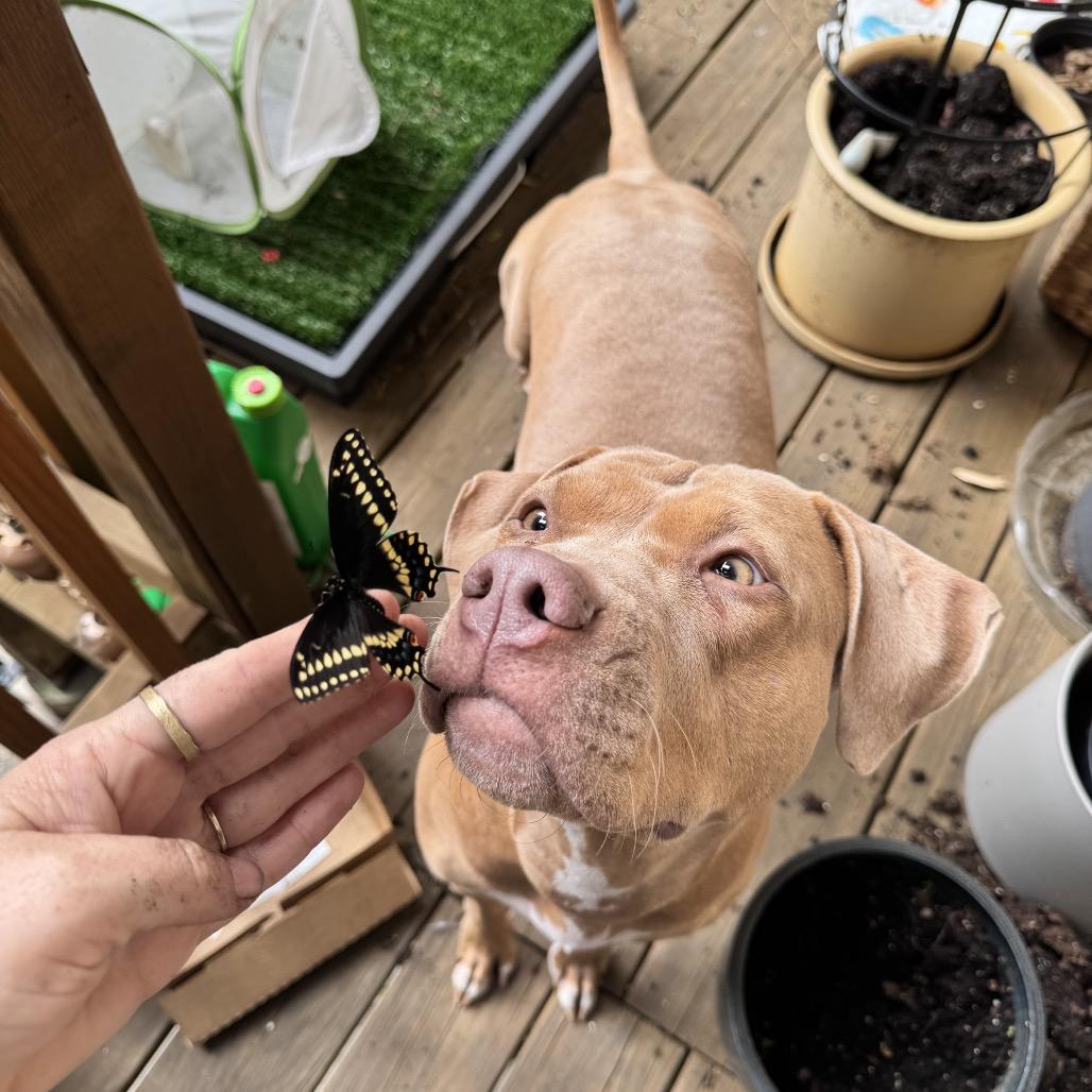 Maeve, a Adoptable mixed breed in Oak Park, IL image 2/6