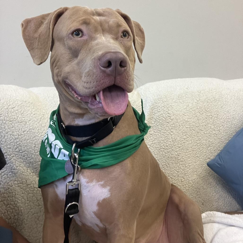 Enlarge Maeve, a Adoptable mixed breed in Oak Park, IL image 2/6