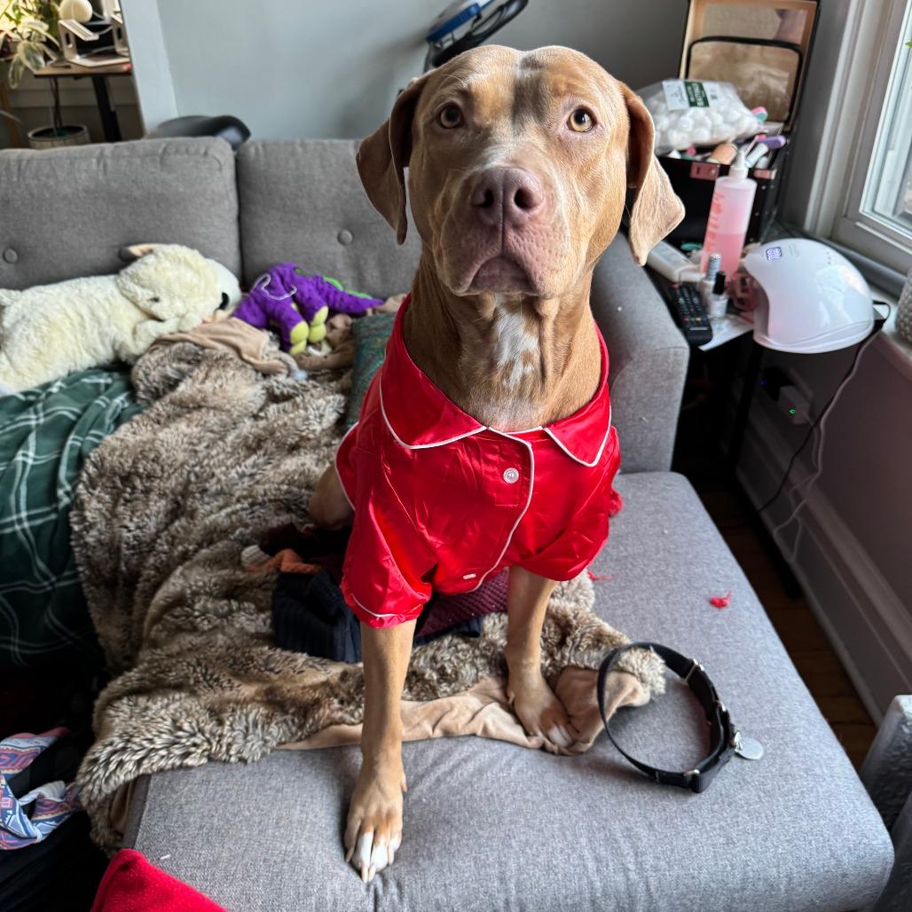 Enlarge Maeve, a Adoptable mixed breed in Oak Park, IL image 3/6