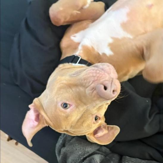 Enlarge Maeve, a Adoptable mixed breed in Oak Park, IL image 4/6