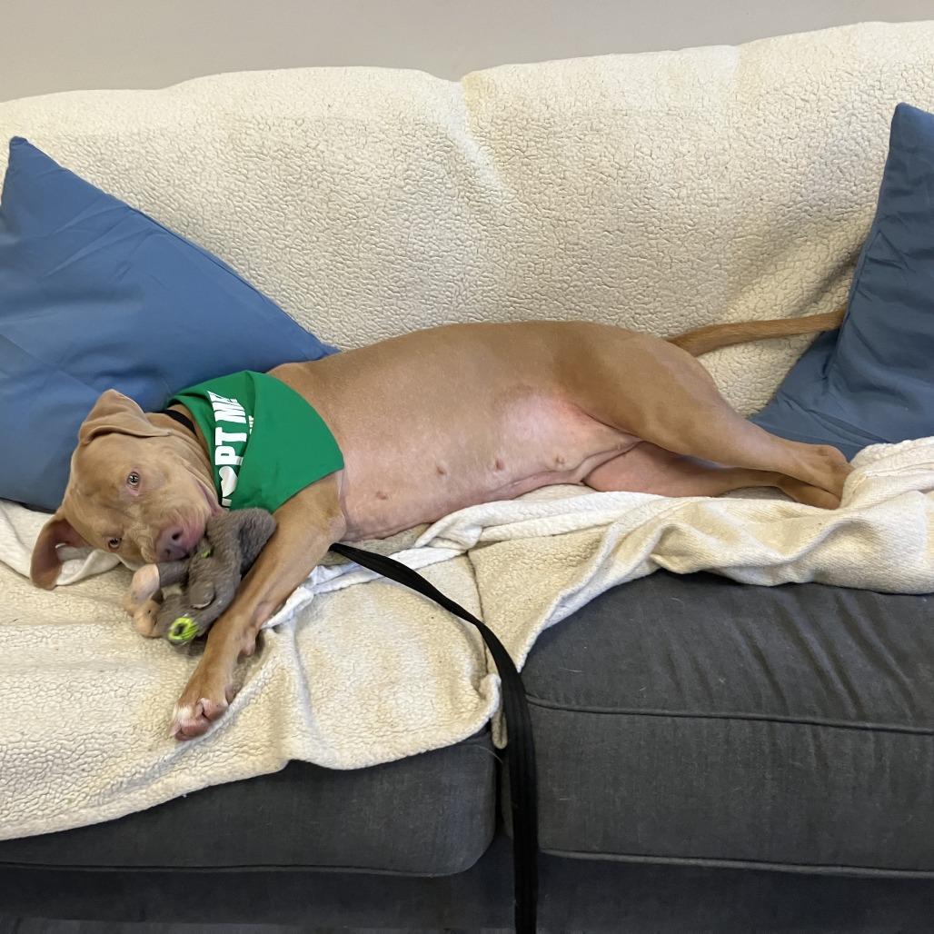 Enlarge Maeve, a Adoptable mixed breed in Oak Park, IL image 5/6