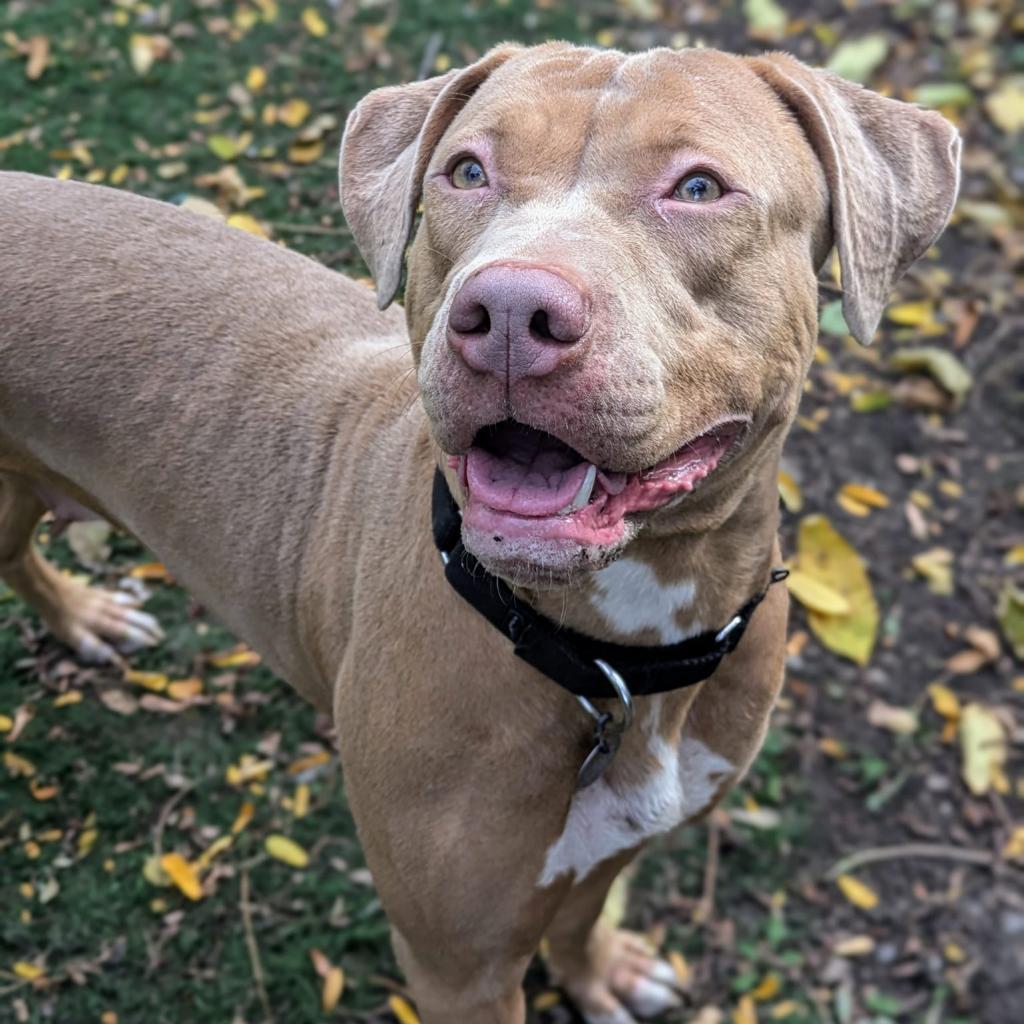 Enlarge Maeve, a Adoptable mixed breed in Oak Park, IL image 6/6