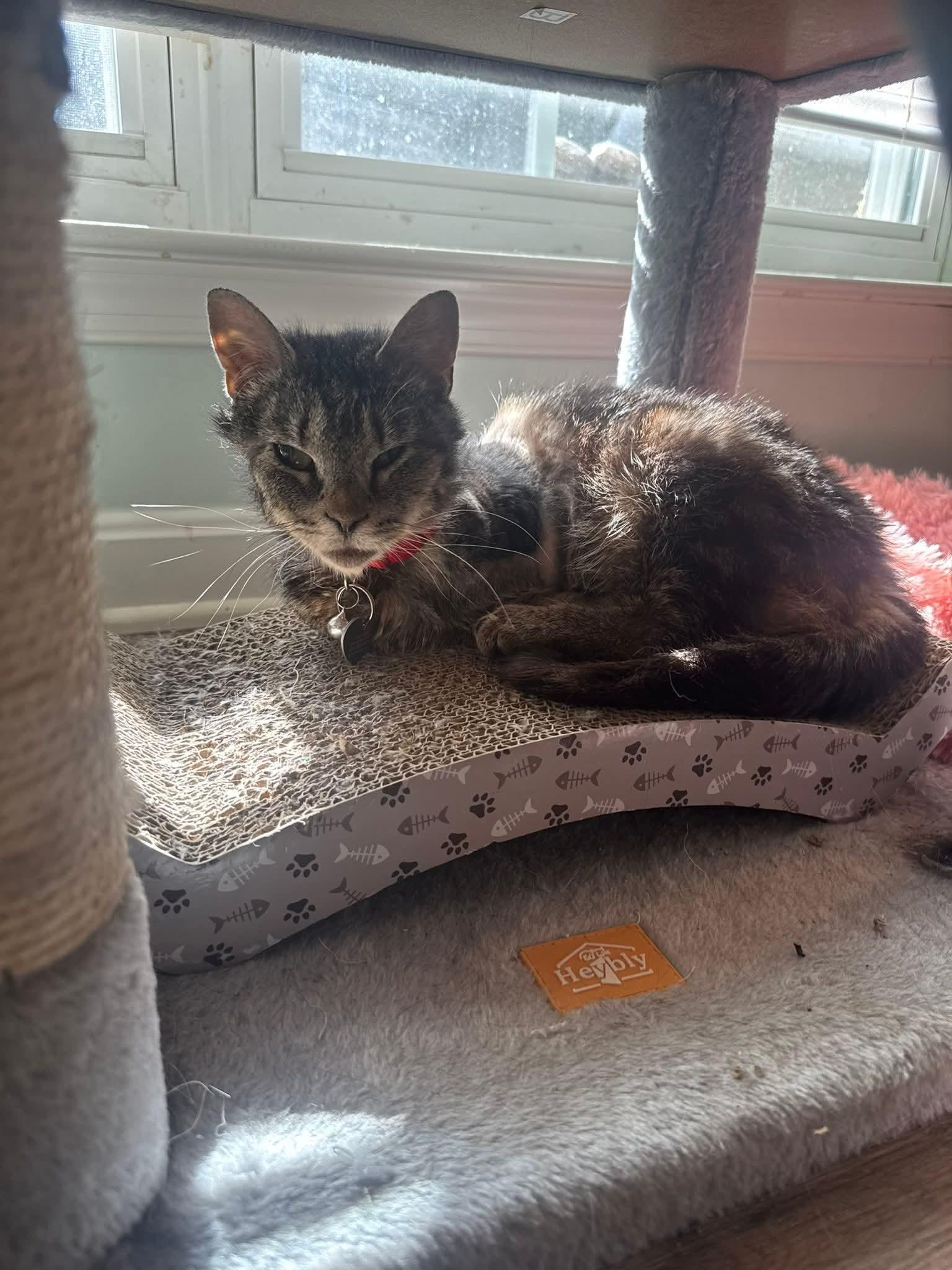Enlarge Sylvie, a ADOPTABLE Domestic Short Hair in Manchester, MD image 2/3
