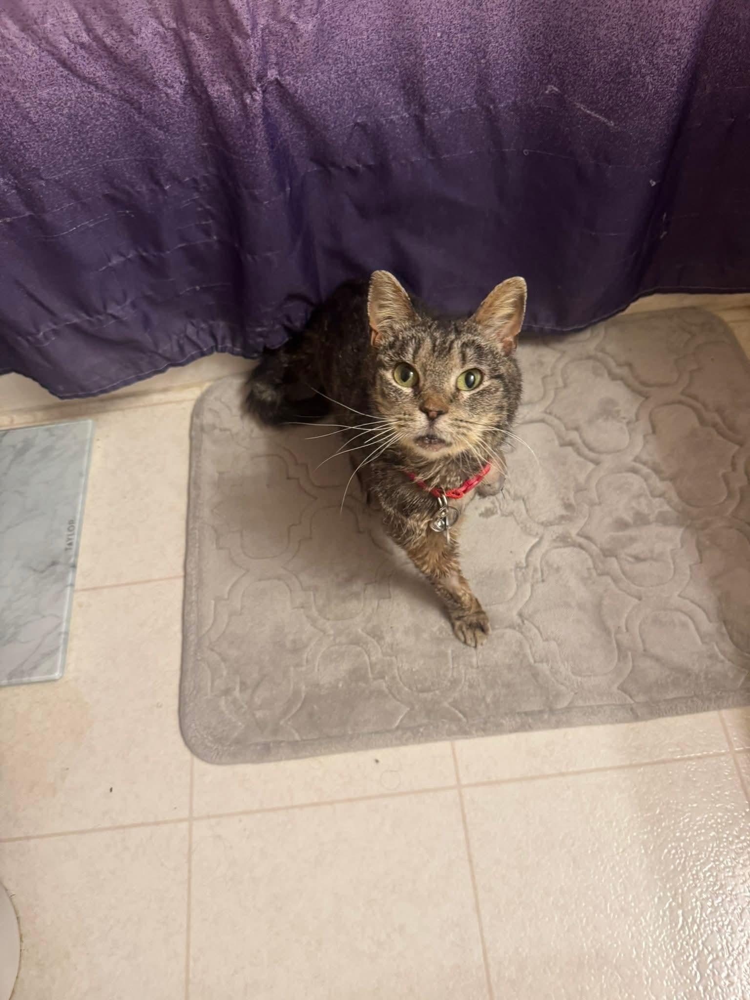 Enlarge Sylvie, a ADOPTABLE Domestic Short Hair in Manchester, MD image 3/3