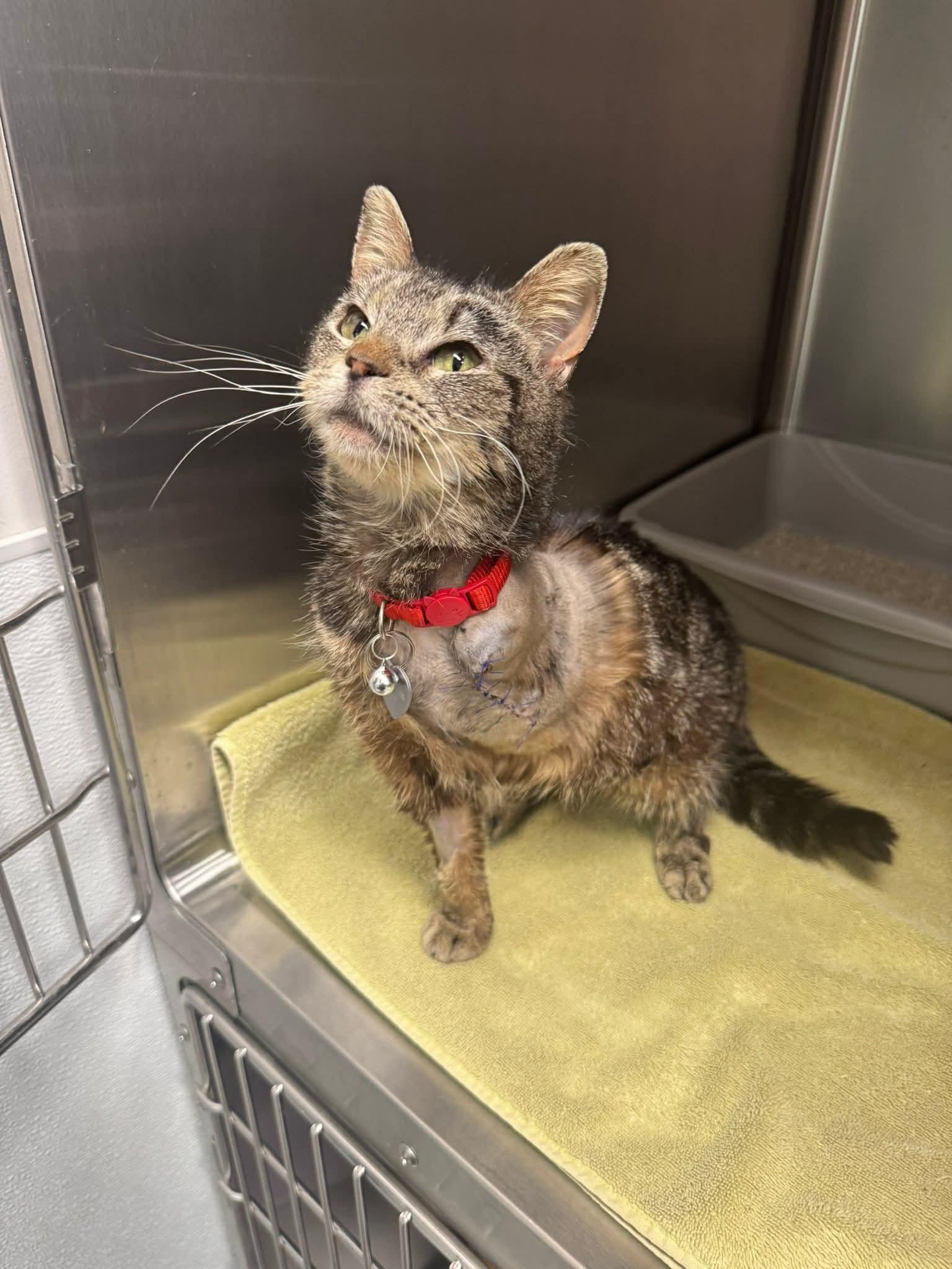 Enlarge Sylvie, a ADOPTABLE Domestic Short Hair in Manchester, MD image 1/3