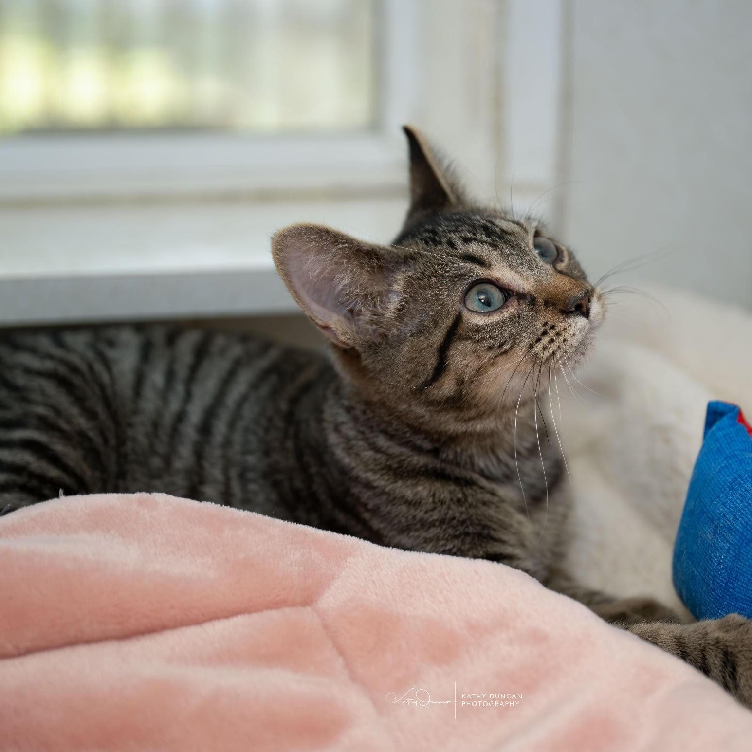 Macaroni, ADOPTABLE, Young Male Domestic Short Hair.