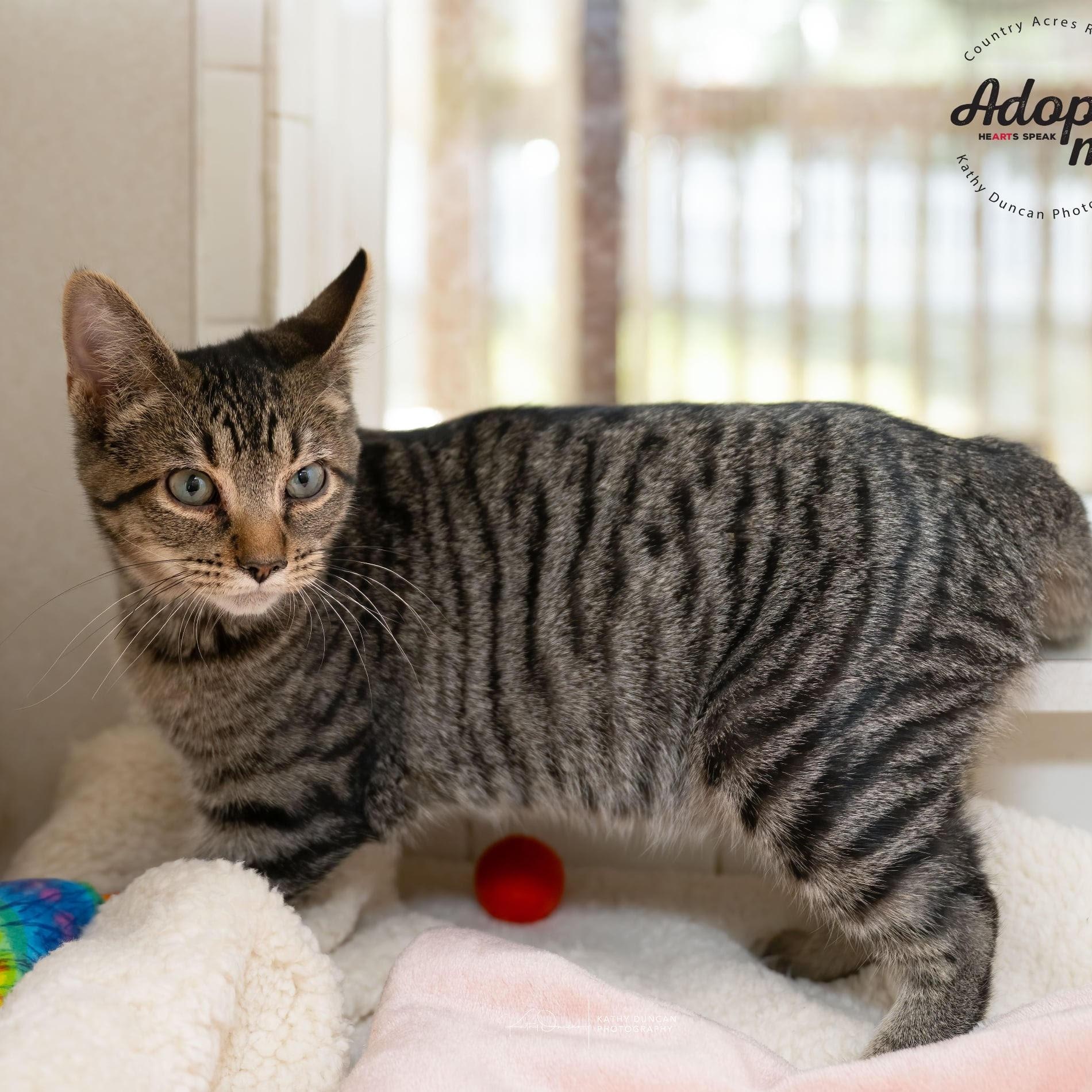 Enlarge Macaroni, a ADOPTABLE Domestic Short Hair in Manchester, MO image 2/4