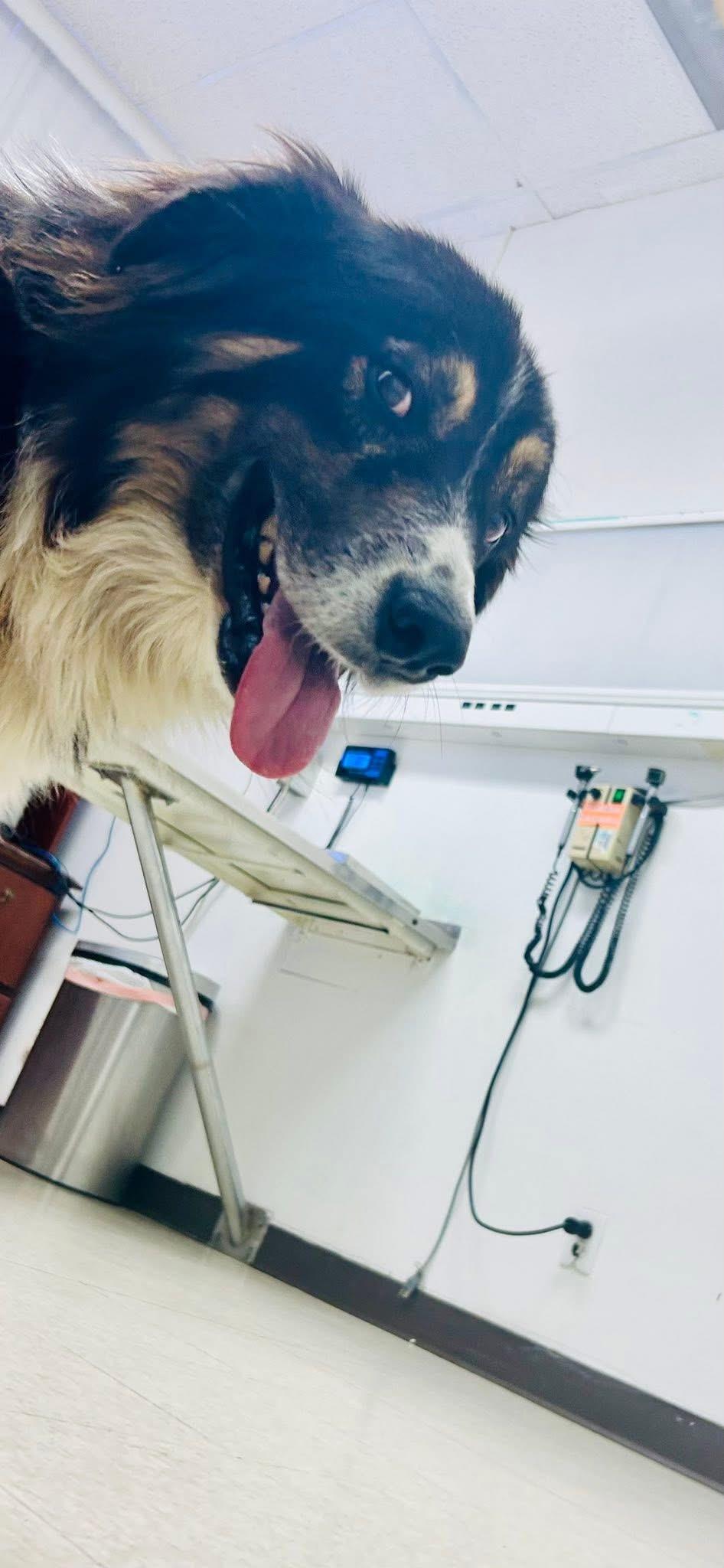 Paw-Paw, adoptable, Adult Male Australian Shepherd.