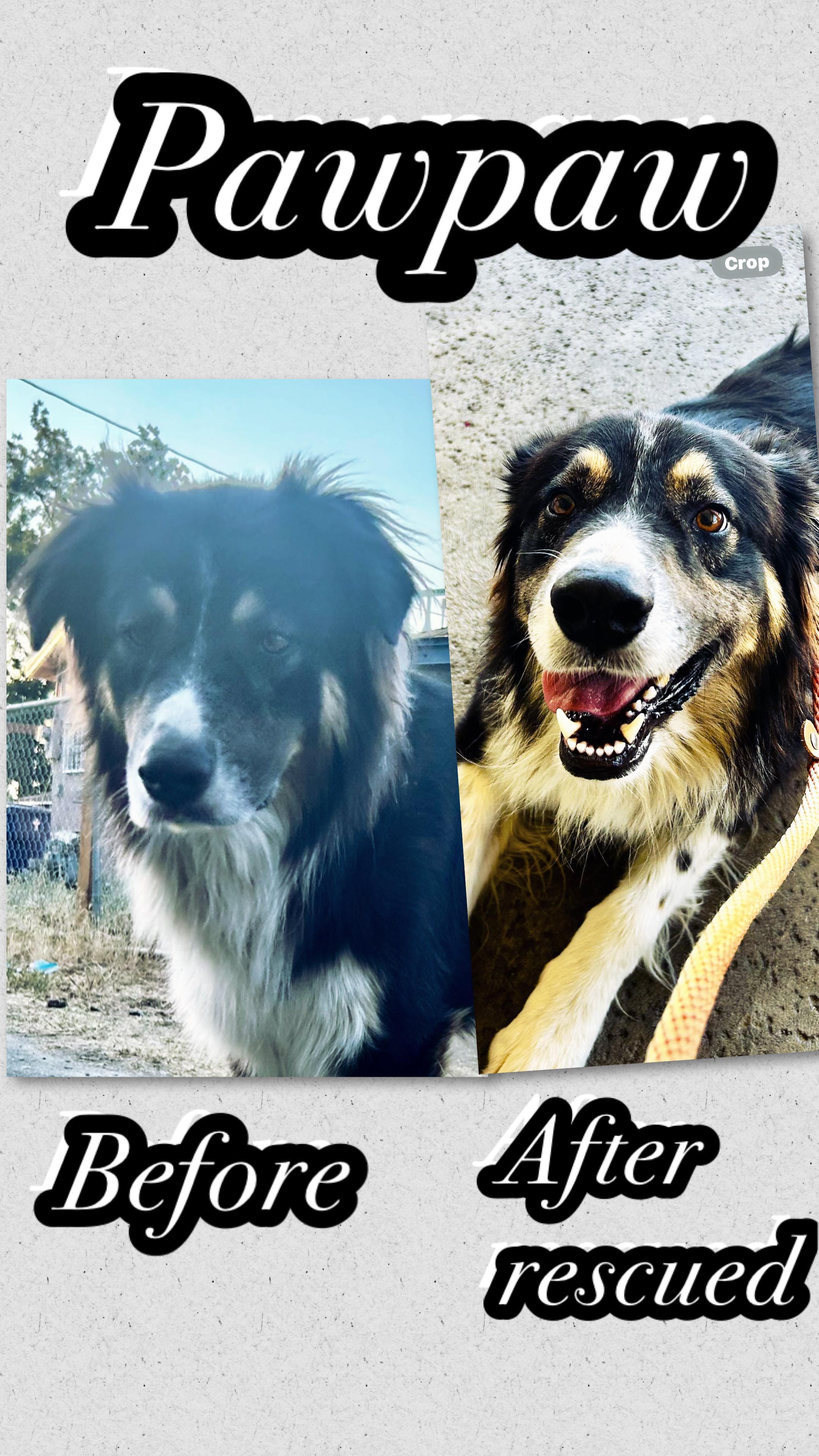 Enlarge Paw-Paw, an adoptable Australian Shepherd in Bakersfield, CA image 2/6