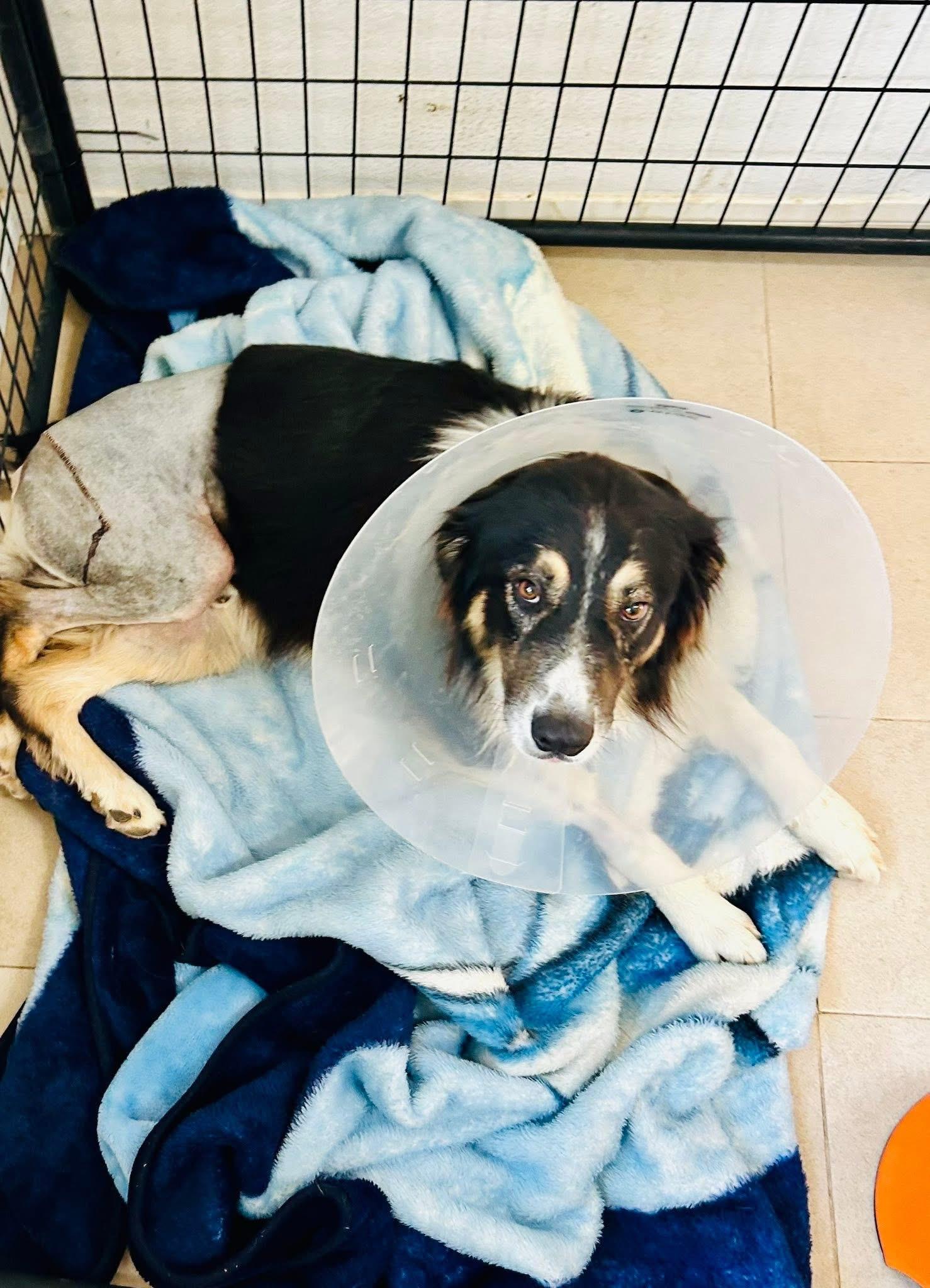 Enlarge Paw-Paw, an adoptable Australian Shepherd in Bakersfield, CA image 3/6
