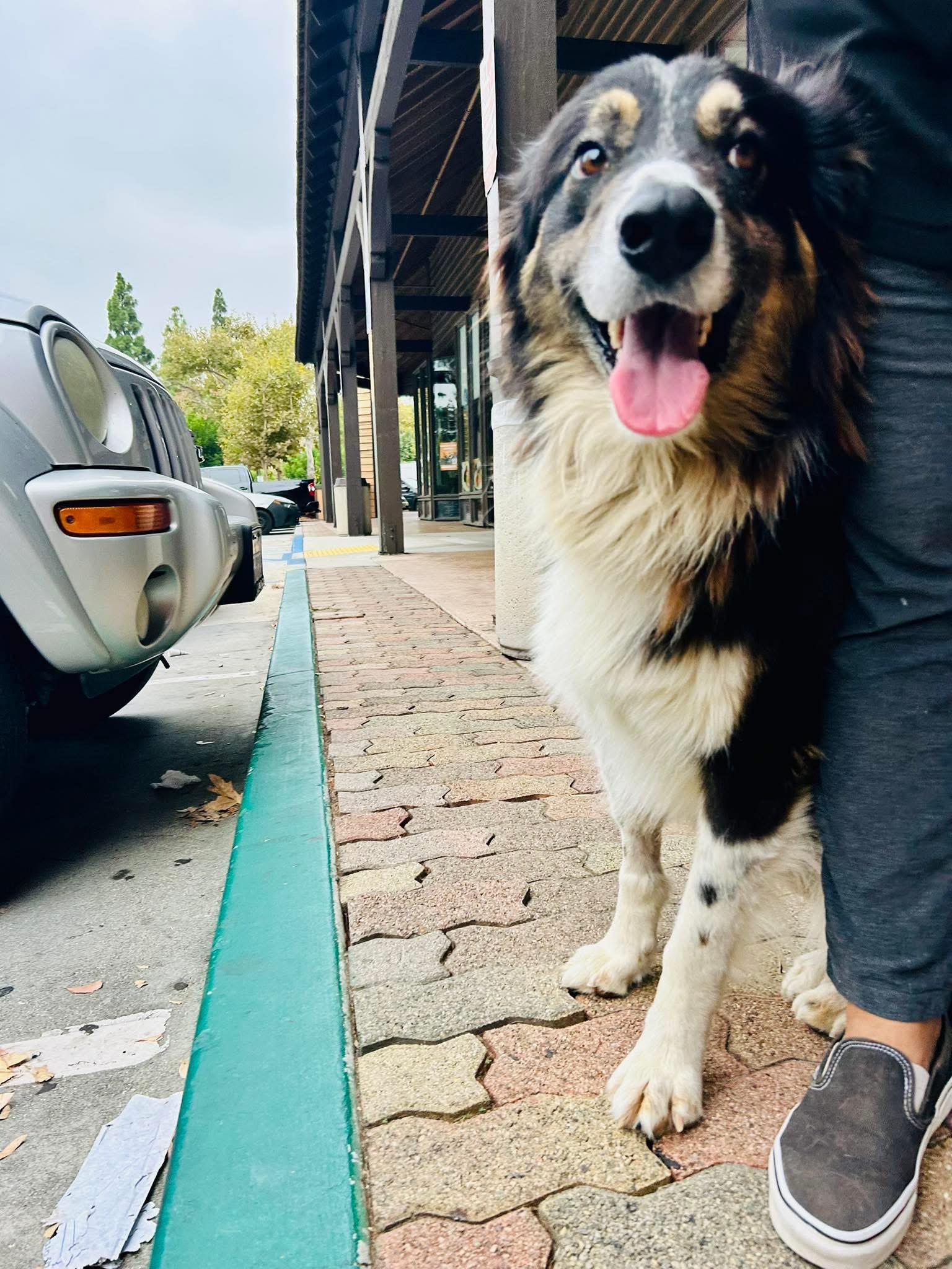Enlarge Paw-Paw, an adoptable Australian Shepherd in Bakersfield, CA image 4/6