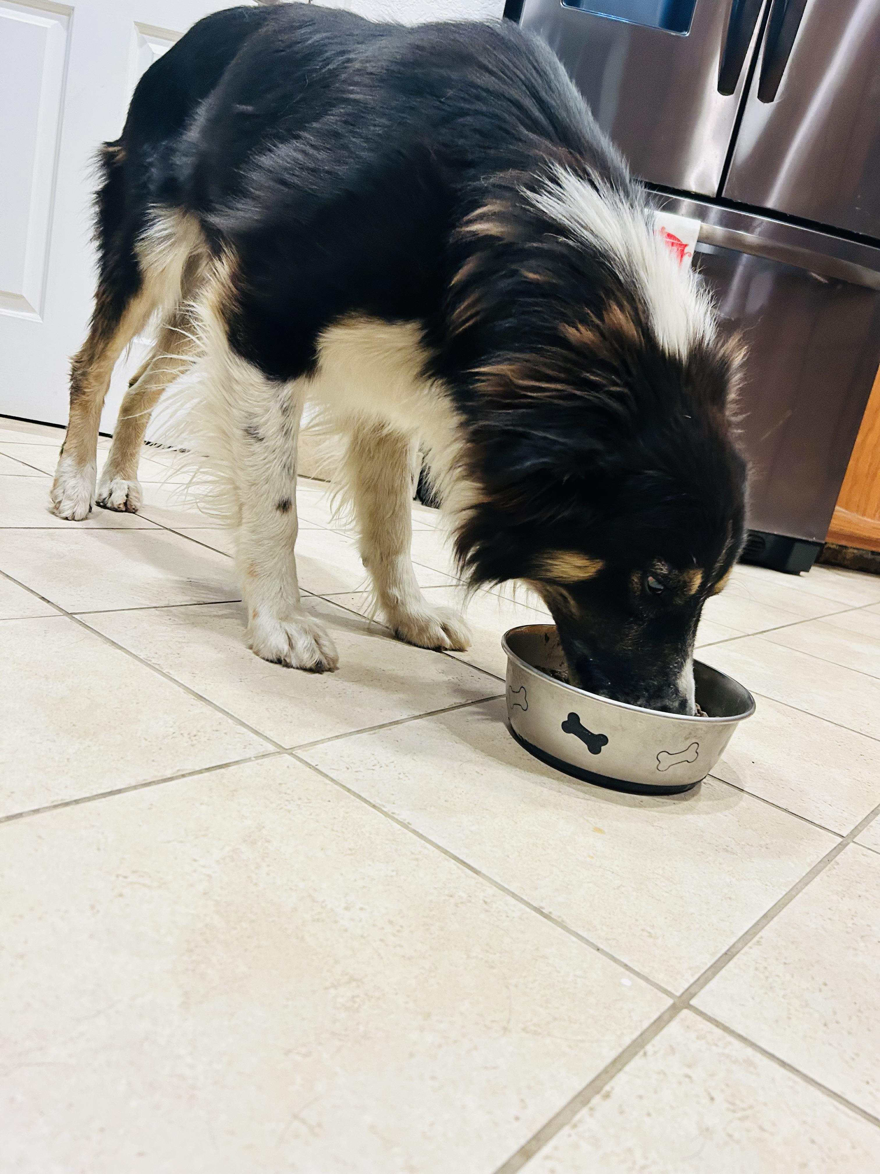Enlarge Paw-Paw, an adoptable Australian Shepherd in Bakersfield, CA image 5/6