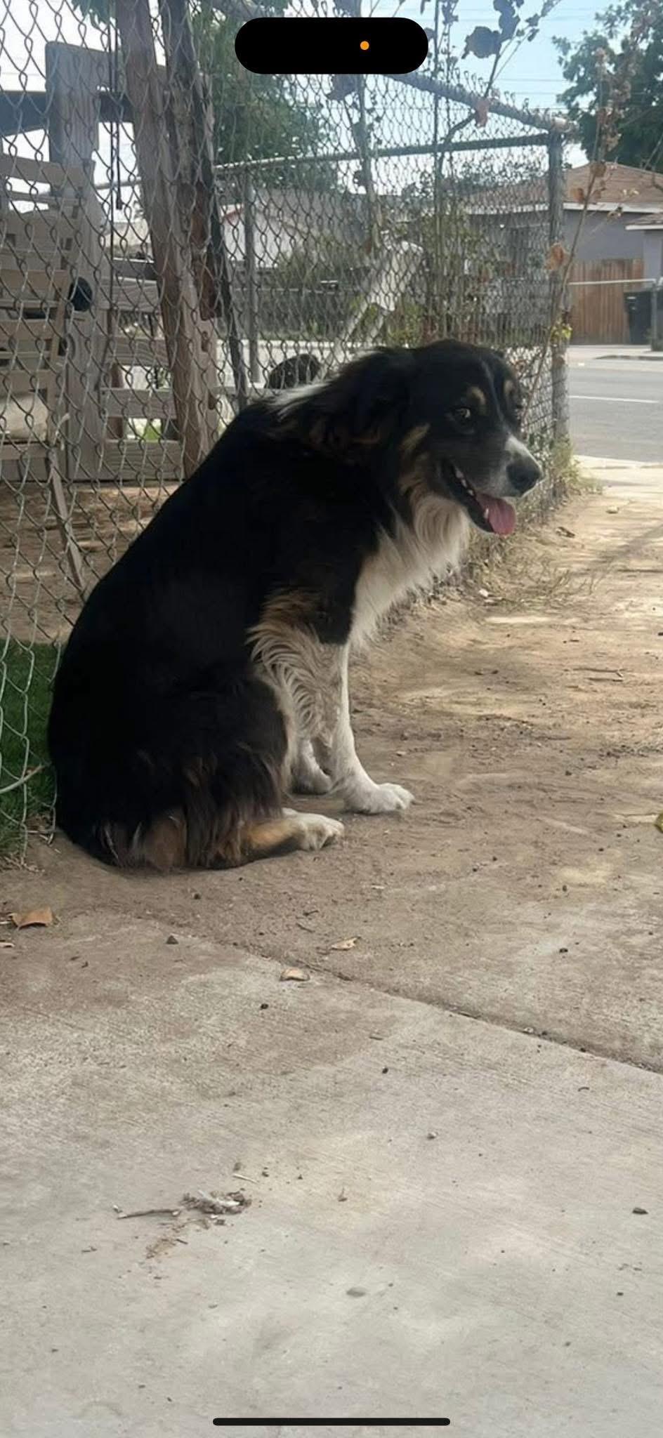 Enlarge Paw-Paw, an adoptable Australian Shepherd in Bakersfield, CA image 6/6
