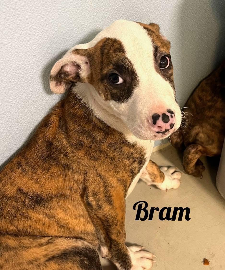 Bram photo 1