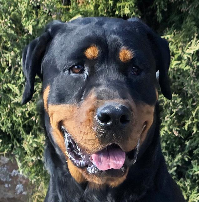Zen Ms Ziti = Gracious Lady !, Adoptable, Young Female Rottweiler.