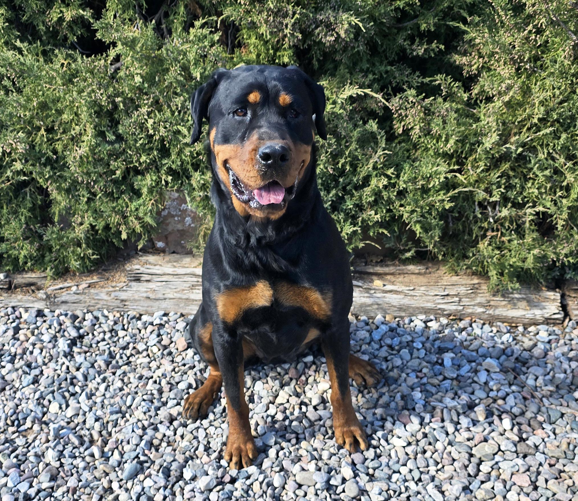 Enlarge Zen Ms Ziti = Gracious Lady !, a Adoptable Rottweiler in Albuquerque, NM image 2/2