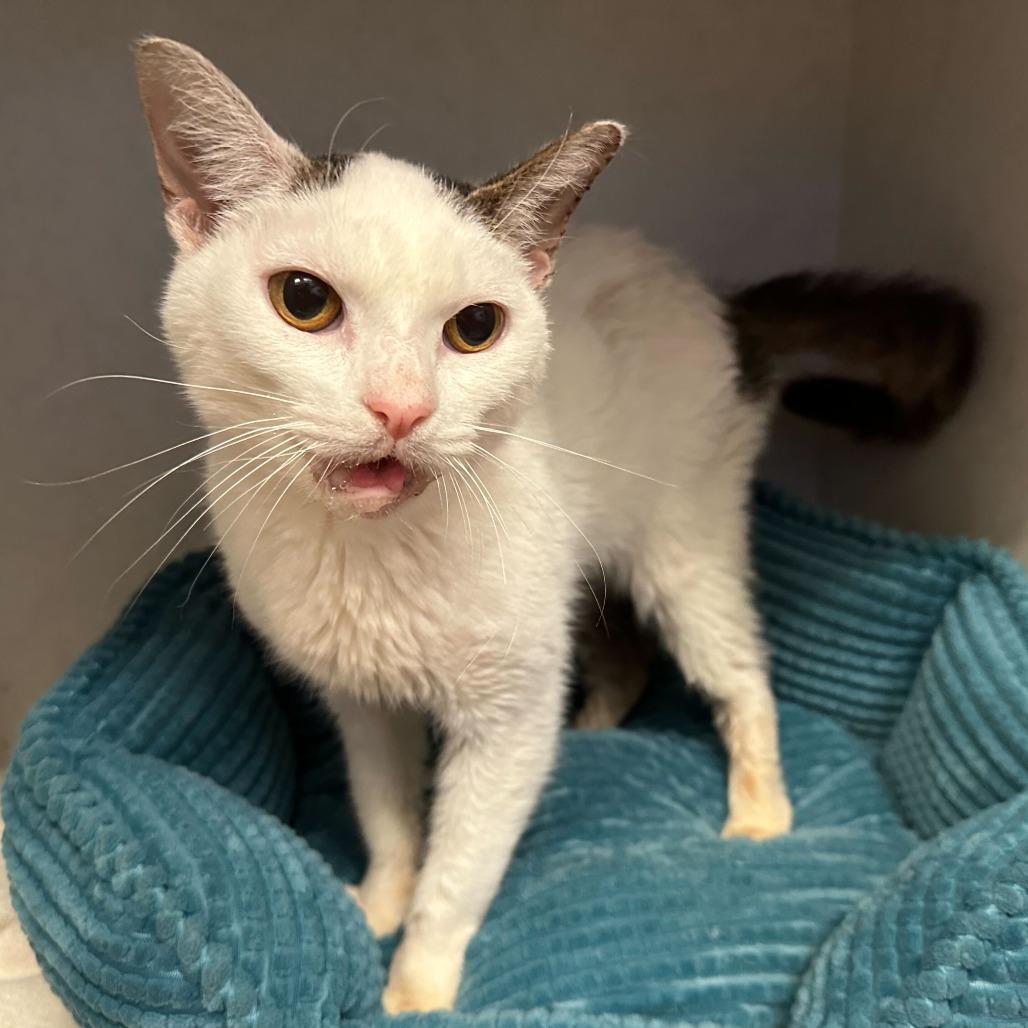 Kiwi, Adoptable, Senior Female Domestic Short Hair.