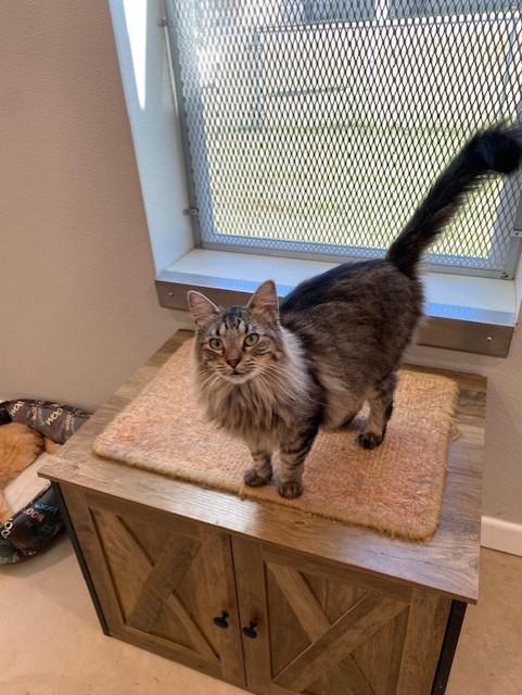 Teacup, an adoptable Domestic Medium Hair in Henrietta, TX, 76365 | Photo Image 1