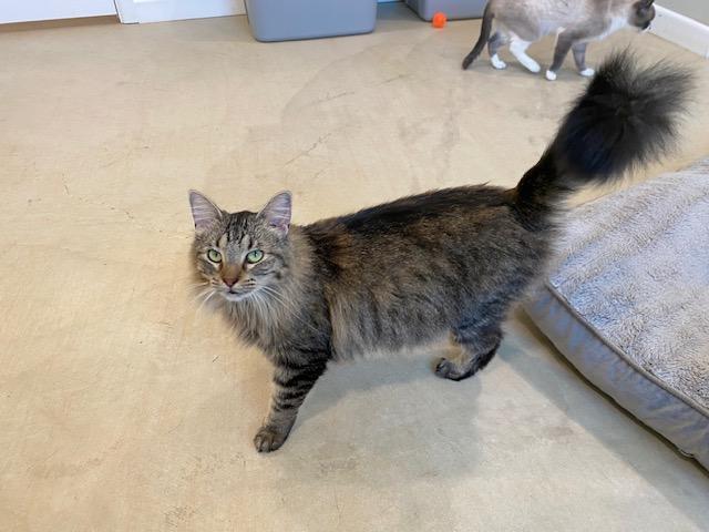 Teacup, an adoptable Domestic Medium Hair in Henrietta, TX, 76365 | Photo Image 4