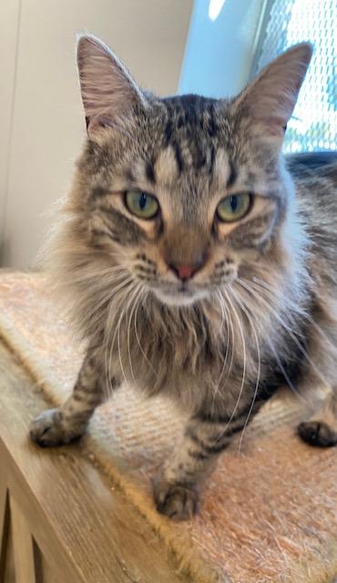 Teacup, an adoptable Domestic Medium Hair in Henrietta, TX, 76365 | Photo Image 5