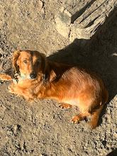Enlarge Bacca, a Adopted Dachshund (Miniature Long Haired) in Lakeland, FL image 1/1