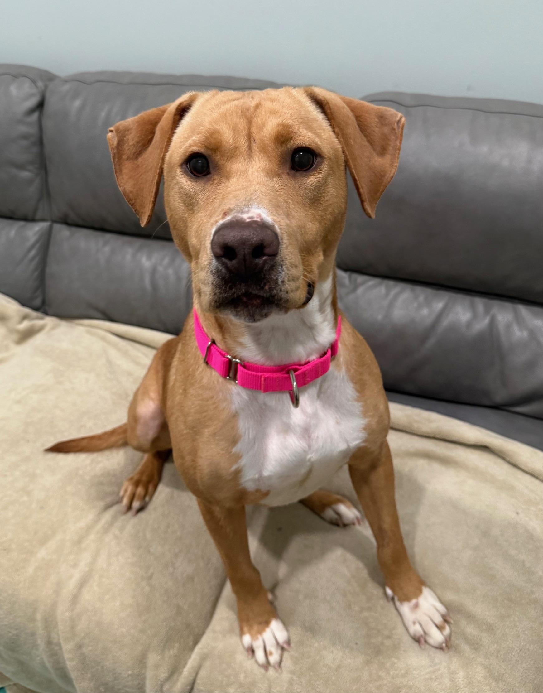 Enlarge Molly, an adoptable mixed breed in Sault Sainte Marie, MI image 3/3