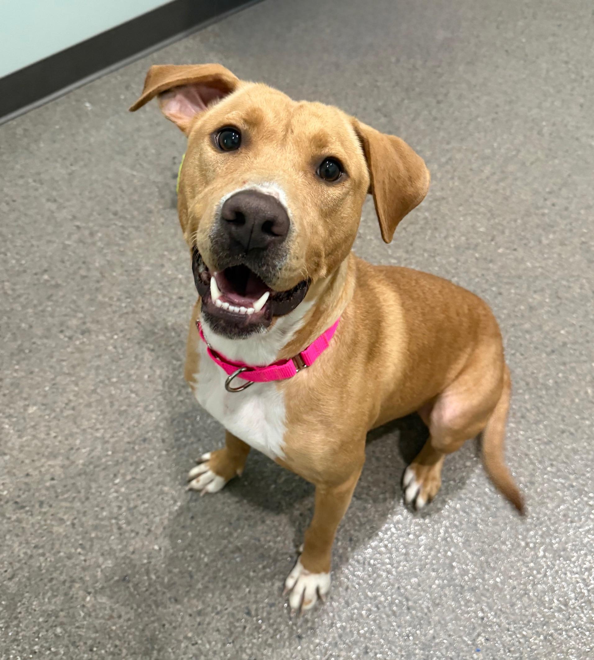 Enlarge Molly, an adoptable mixed breed in Sault Sainte Marie, MI image 1/3