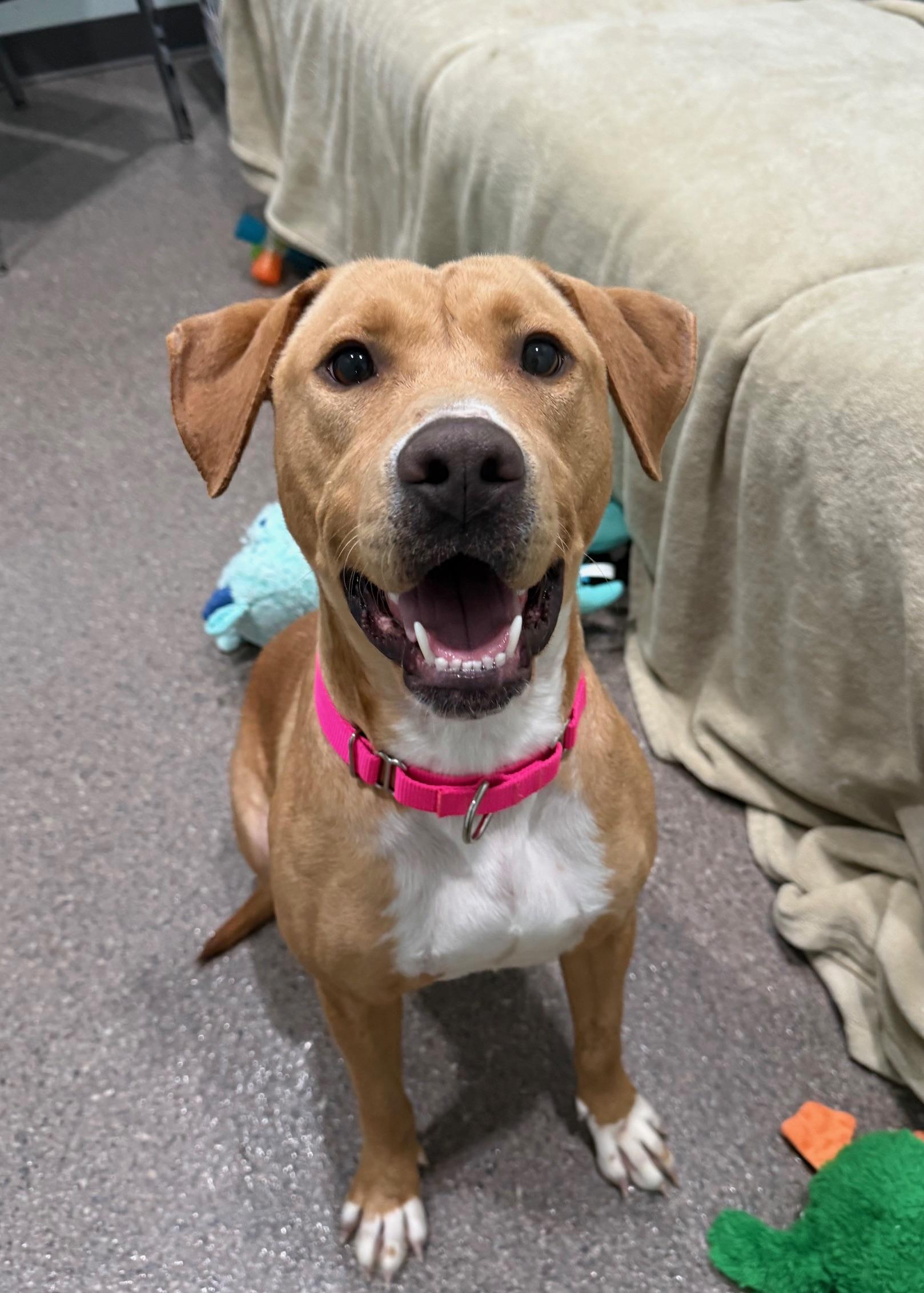 Enlarge Molly, an adoptable mixed breed in Sault Sainte Marie, MI image 2/3