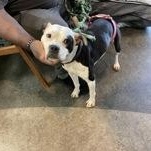 Cookie 60092091, ADOPTABLE, Adult Female Pit Bull Terrier.