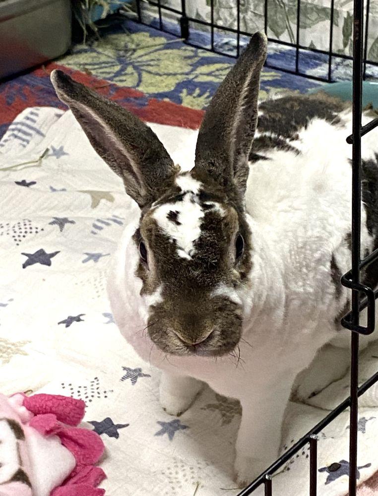 Ace, Adoptable, Adult Male American & American.