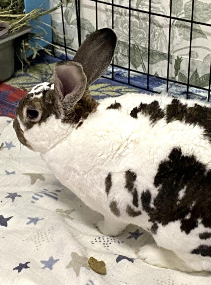 Enlarge Ace, a Adoptable mixed breed in Alexandria, VA image 2/2