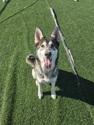 Jacob, Adoptable, Adult Male Siberian Husky & German Shepherd Dog.