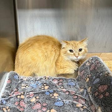 Colquitt 4 - Merida, a Adoptable Domestic Medium Hair in Donalsonville, GA image 2/3