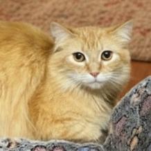 Colquitt 4 - Merida, a Adoptable Domestic Medium Hair in Donalsonville, GA image 3/3