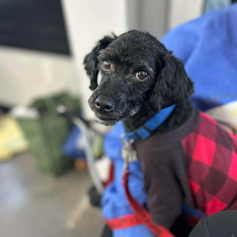 Mia, adopted, Senior Female Poodle.