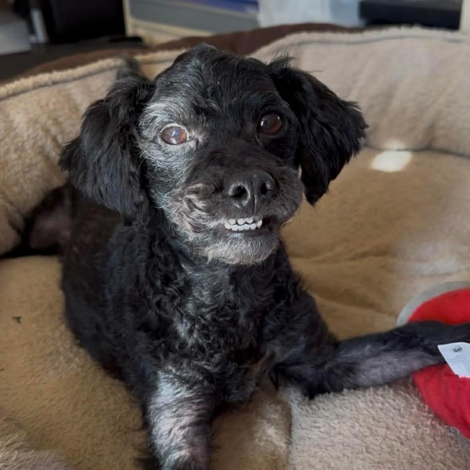 Enlarge Mia, an adopted Poodle in Clarksville, TN image 4/4