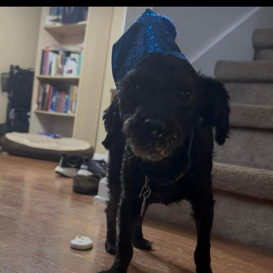 Enlarge Mia, an adopted Poodle in Clarksville, TN image 2/4