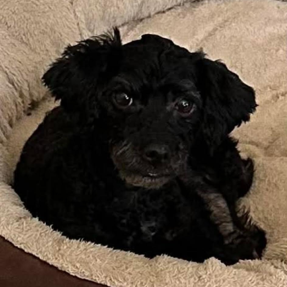 Enlarge Mia, an adopted Poodle in Clarksville, TN image 3/4