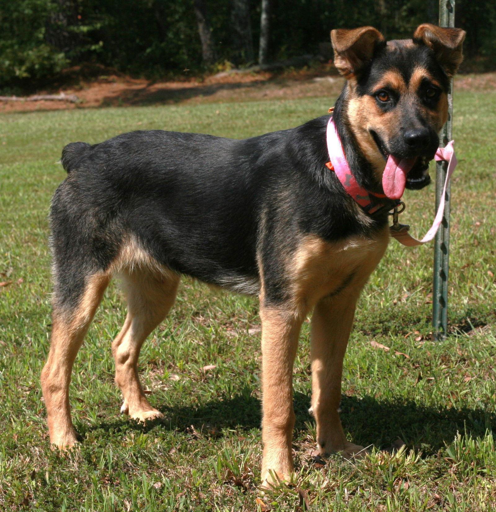Enlarge Verity, a Adoptable mixed breed in Attalla, AL image 2/3