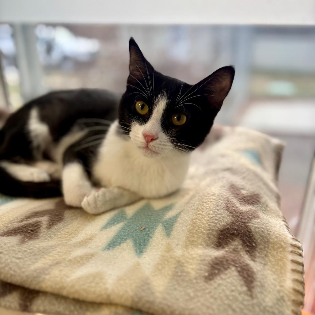 Zoomie, Adoptable, Kitten Female Domestic Short Hair.