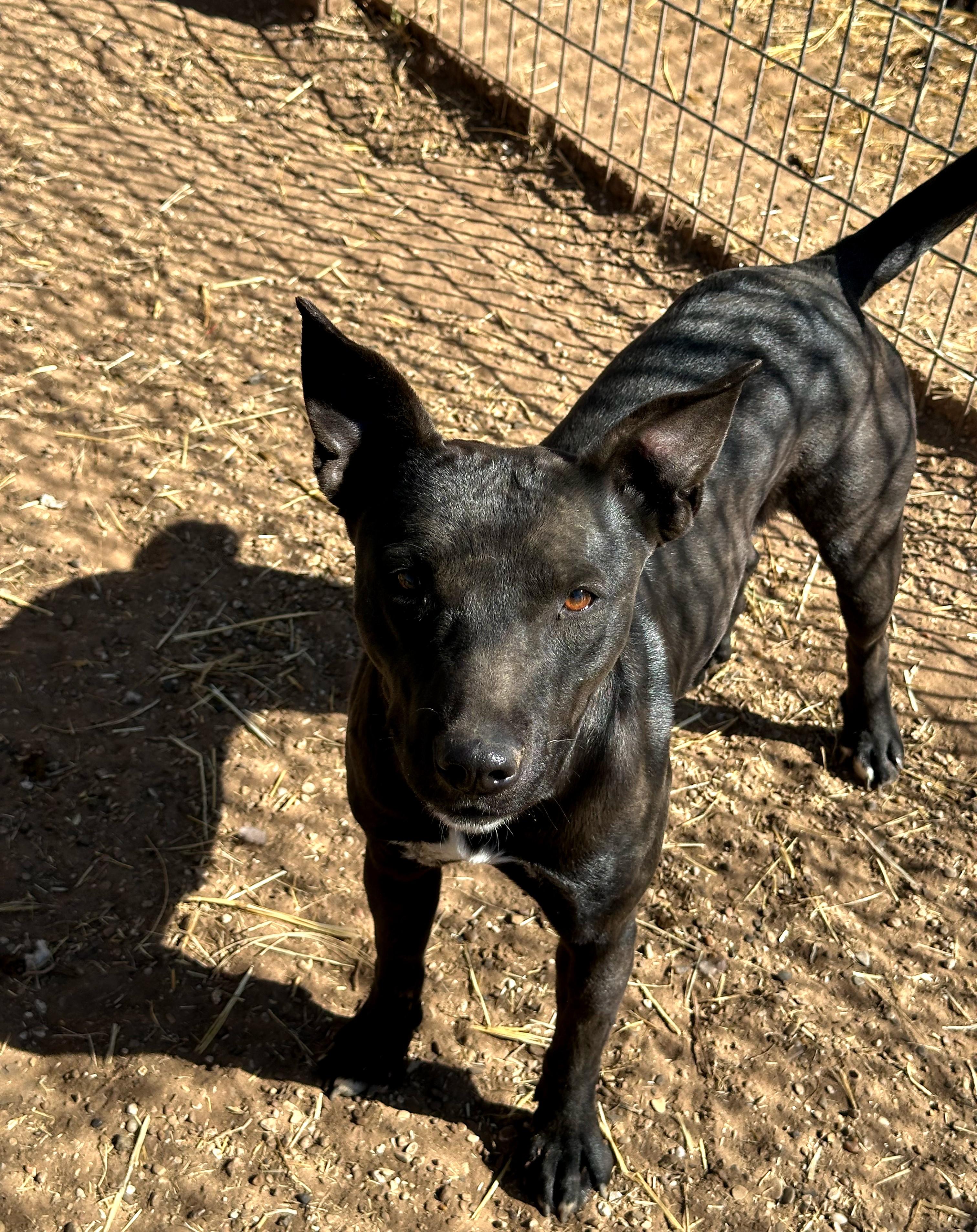 Josie — thumbnail 2