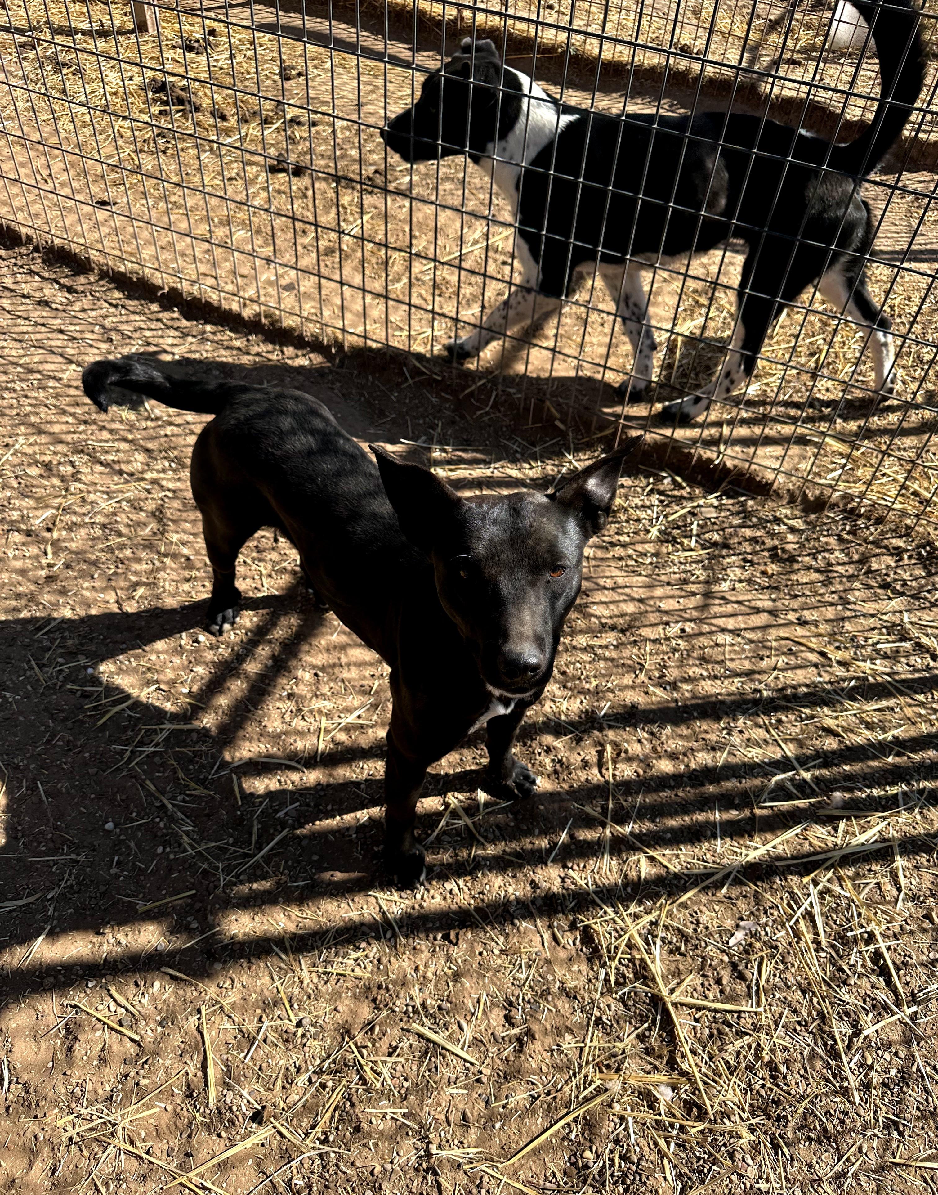 Josie — thumbnail 3