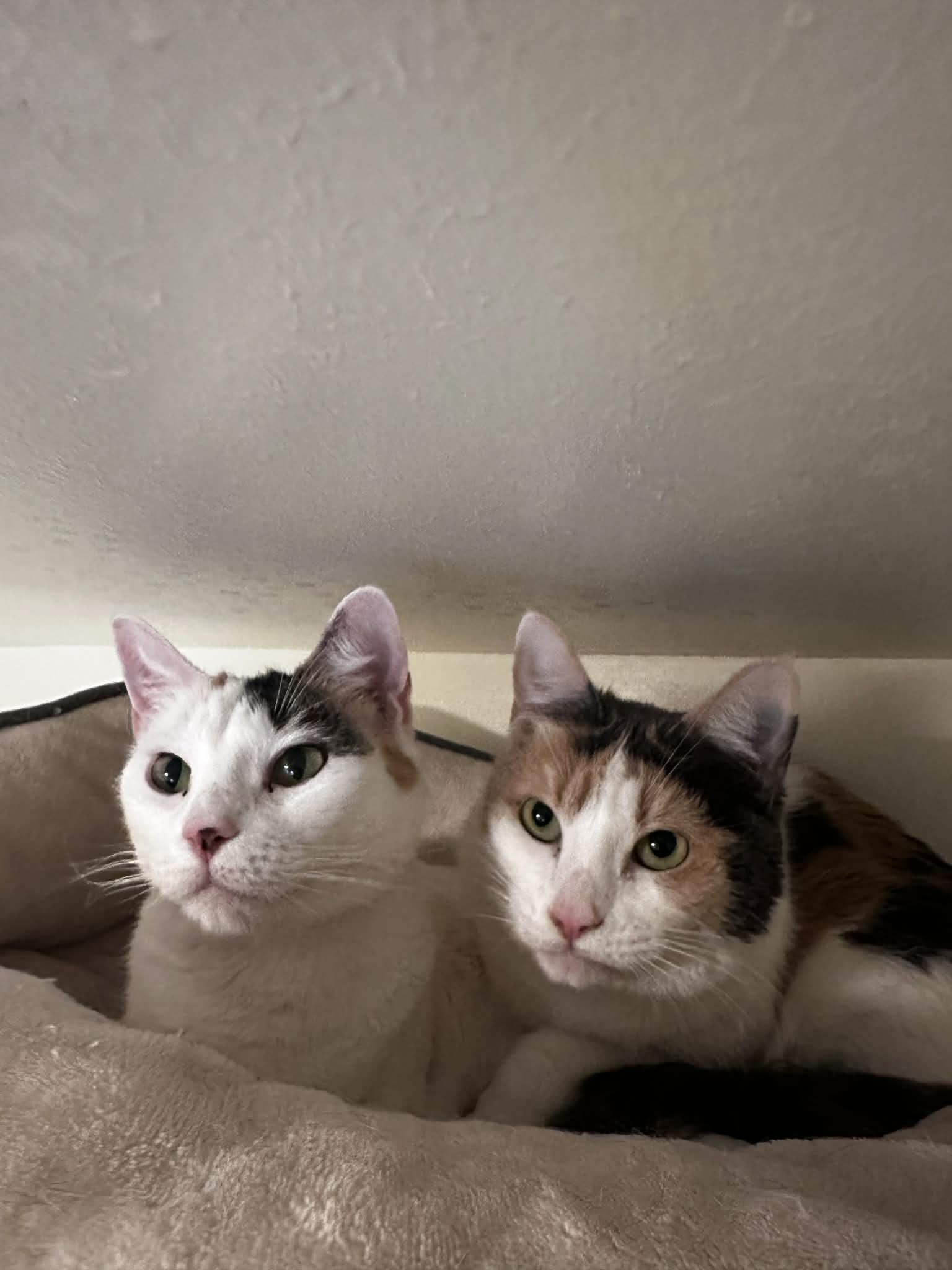 Finch & Sparrow, a ADOPTABLE Domestic Short Hair in Friday Harbor, WA image 1/2