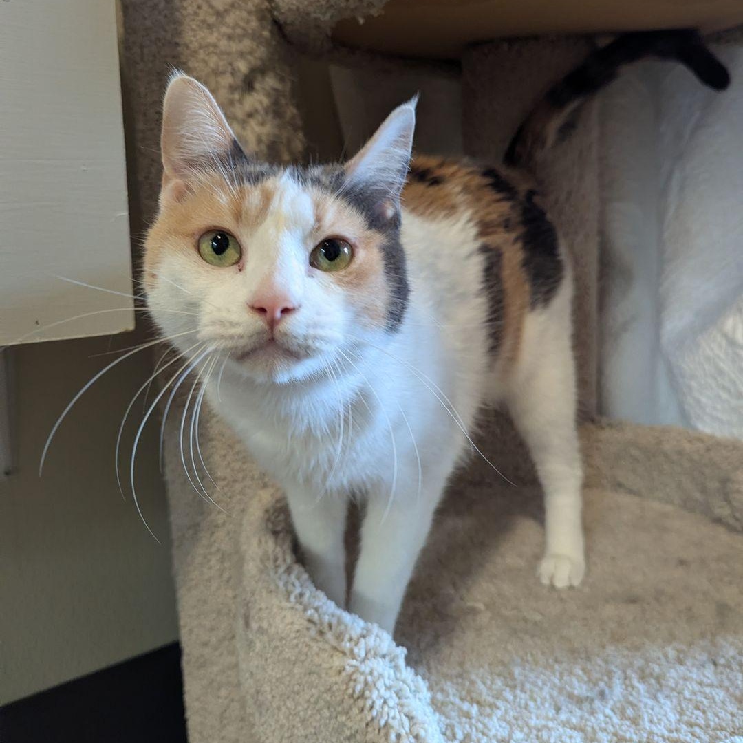 Enlarge Finch, a ADOPTABLE Domestic Short Hair in Friday Harbor, WA image 1/3