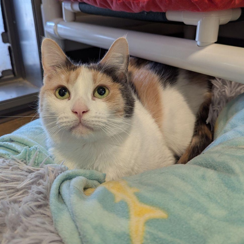 Finch, ADOPTABLE, Adult Female Domestic Short Hair.