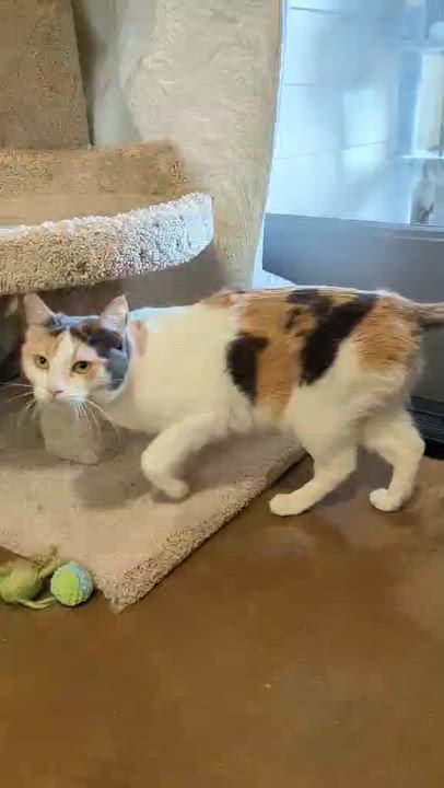 Enlarge Finch, a ADOPTABLE Domestic Short Hair in Friday Harbor, WA video 3/3