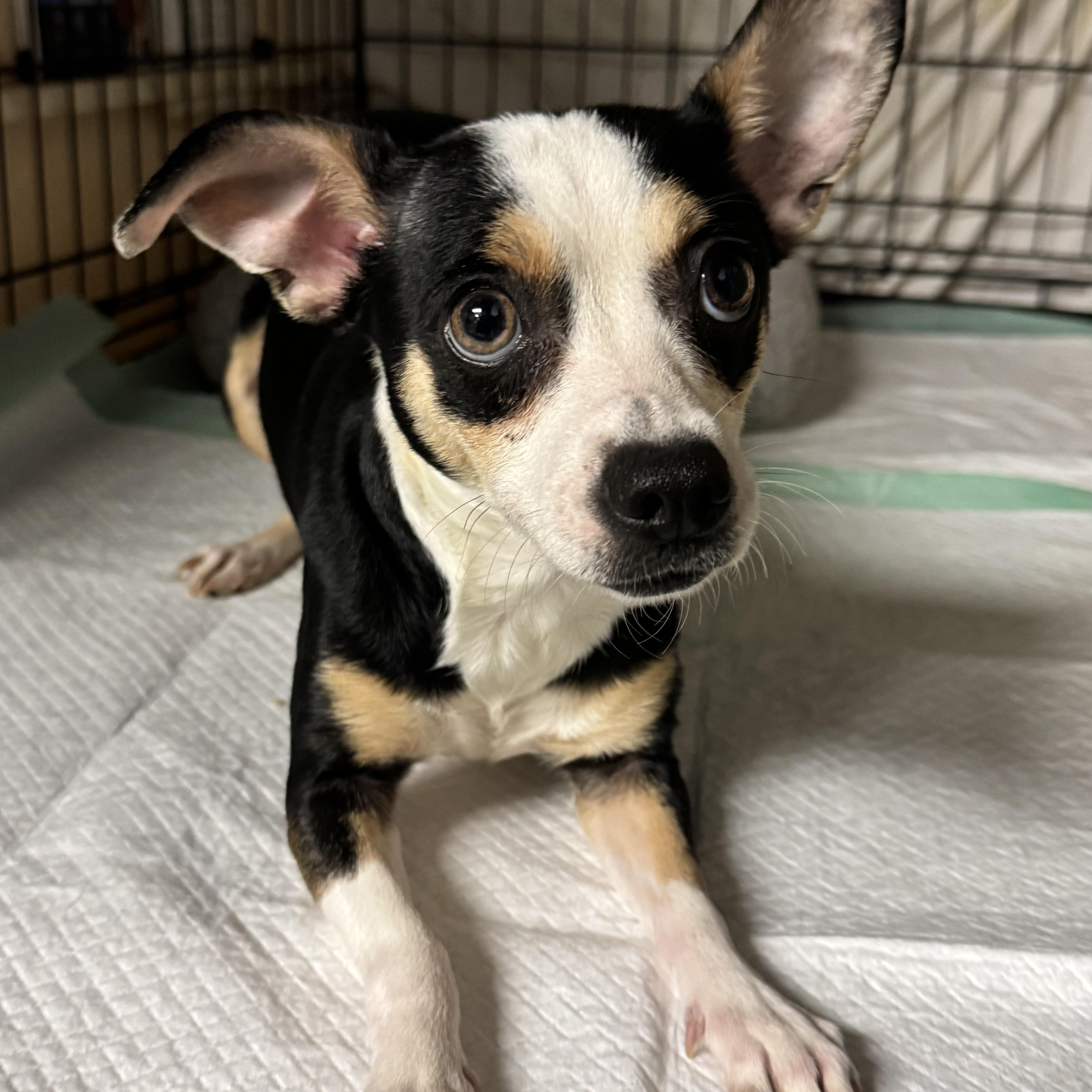 Enlarge Gabby , an adopted mixed breed in Fredericksburg, VA image 1/3